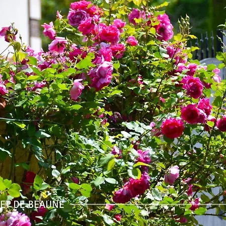 Le Jardin Secret De * Beaune (Cote d'Or)